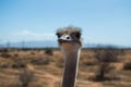 Face to Face with an Ostrich Ã¢â¬â Close Up on an Ostrich Farm in